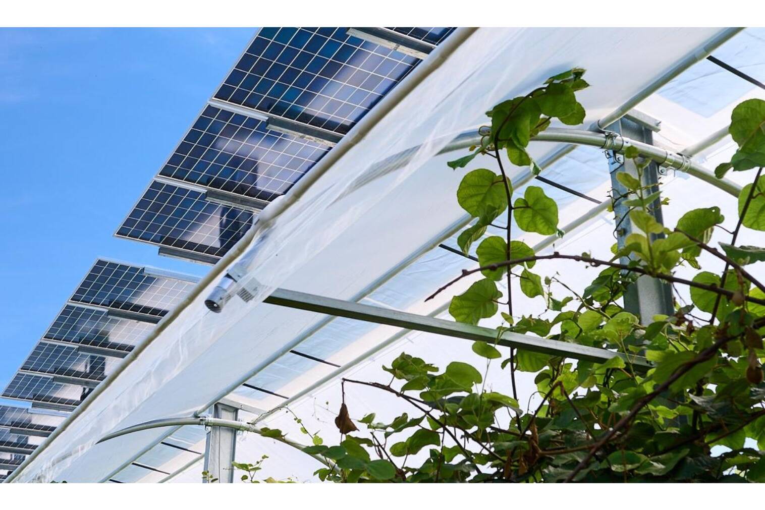 Immagine agrivoltaico in tour