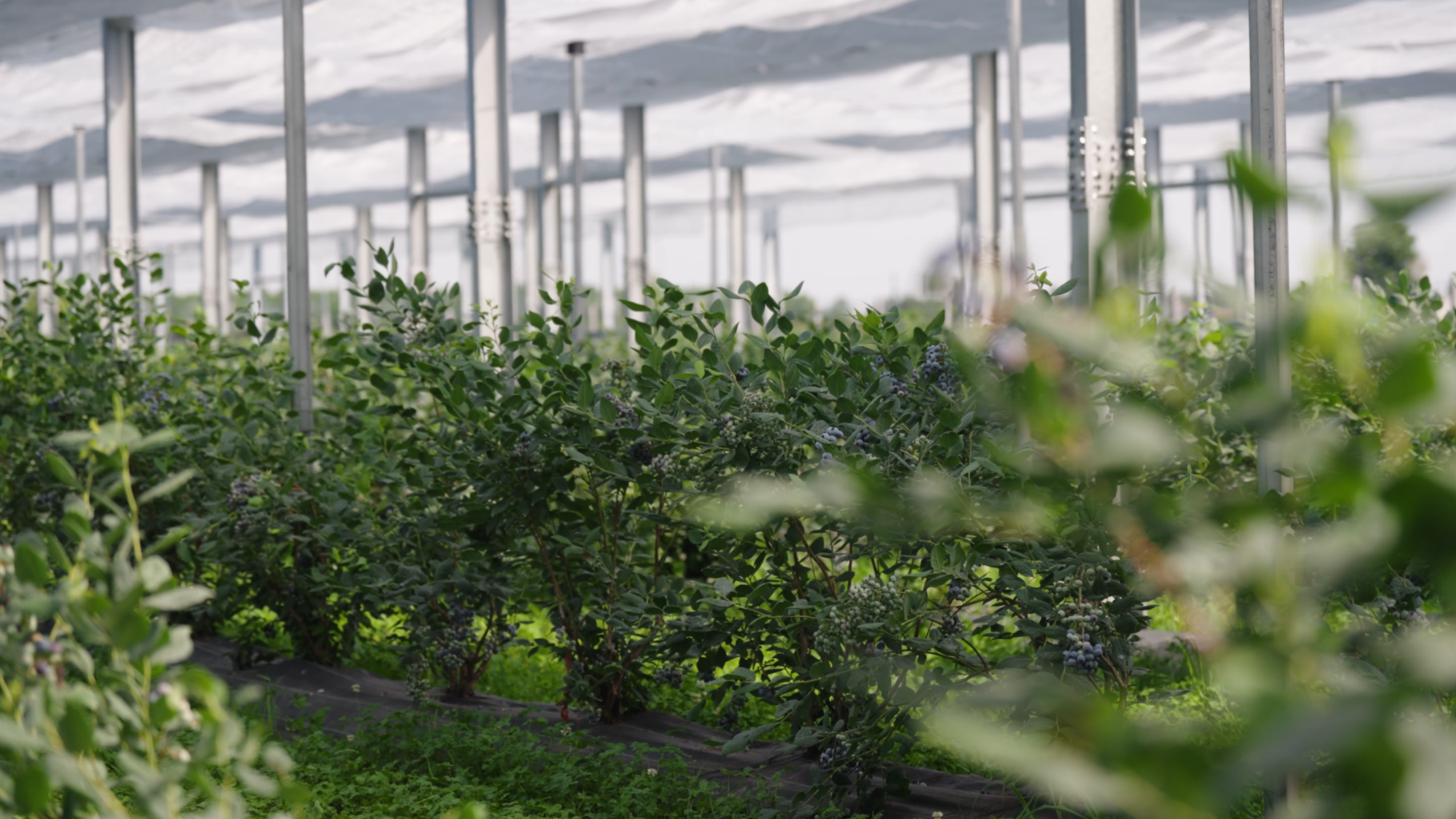 Agrivoltaico Mirtilli